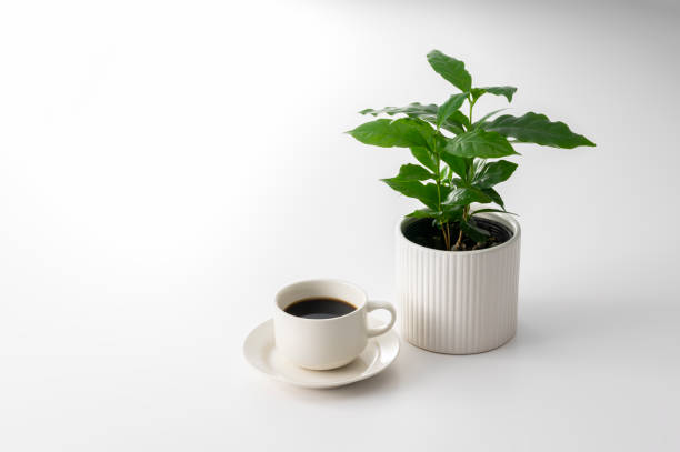 How to Make a Coffee Bean Planter